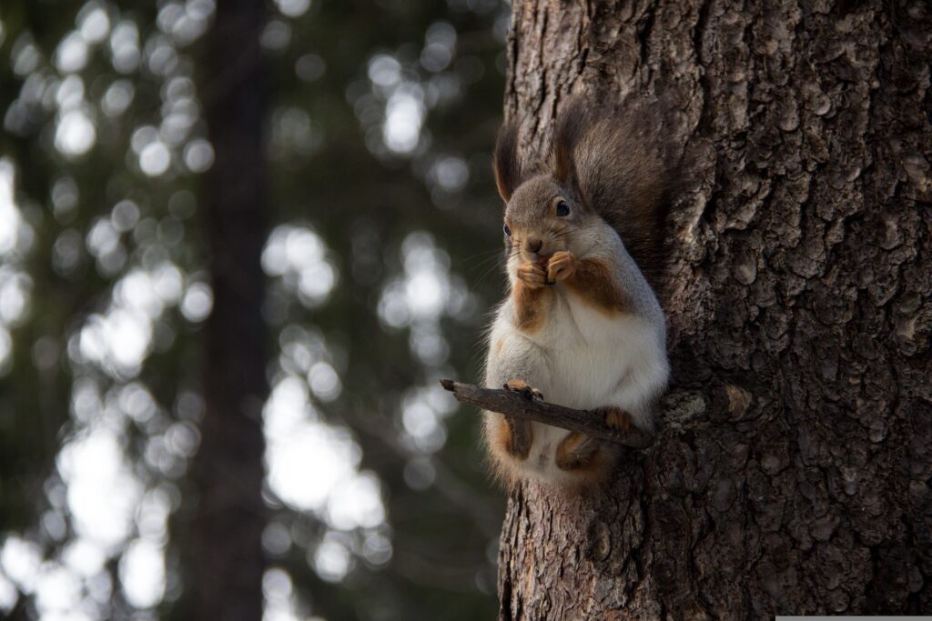 what-frightens-squirrels