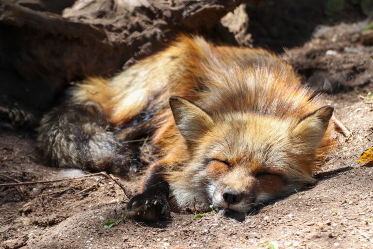 Do Foxes Hibernate?