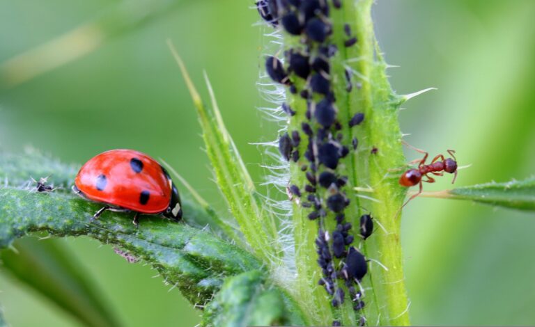 Are aphids harmful to humans?