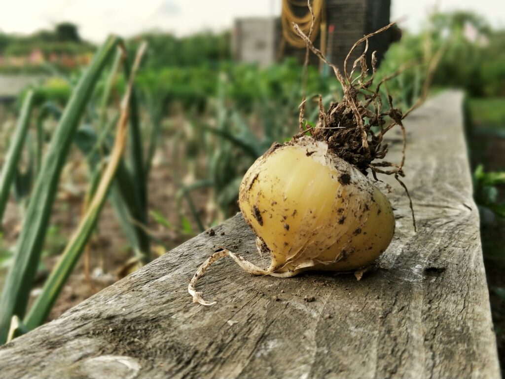 do-onions-grow-underground