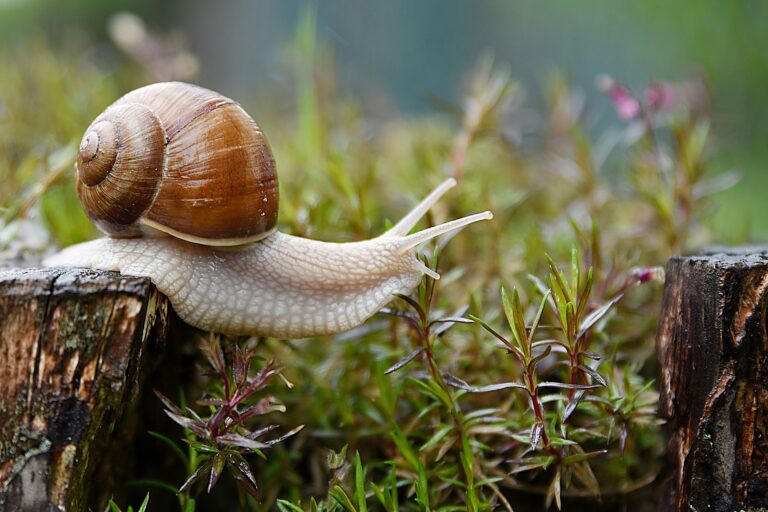 What Eats Snails?
