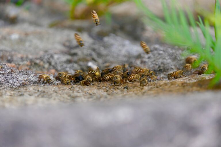 Does Ant Powder Kill Wasps?