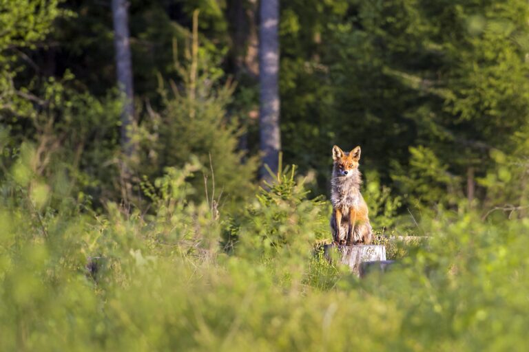 How high can foxes jump