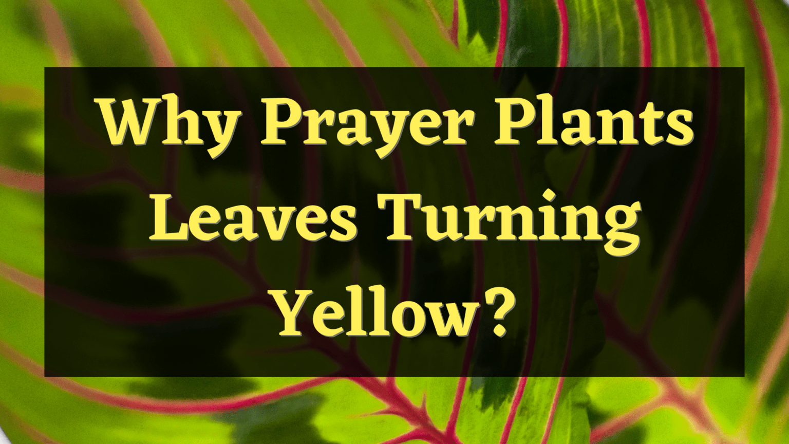 Common Reasons Why Prayer Plant Leaves Turning Yellow Plantworksnyc