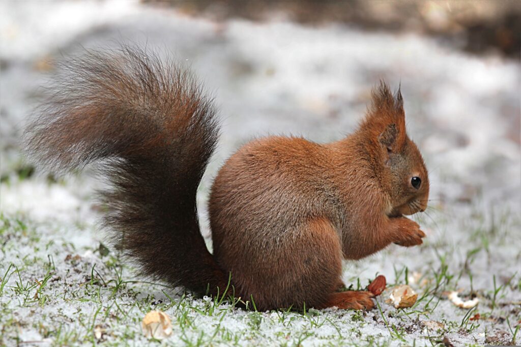 can-squirrels-climb-chicken-wire