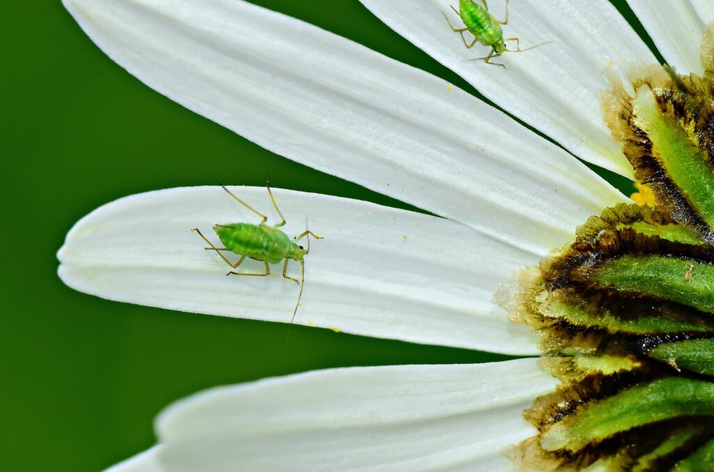 do-banana-peels-keep-aphids-away