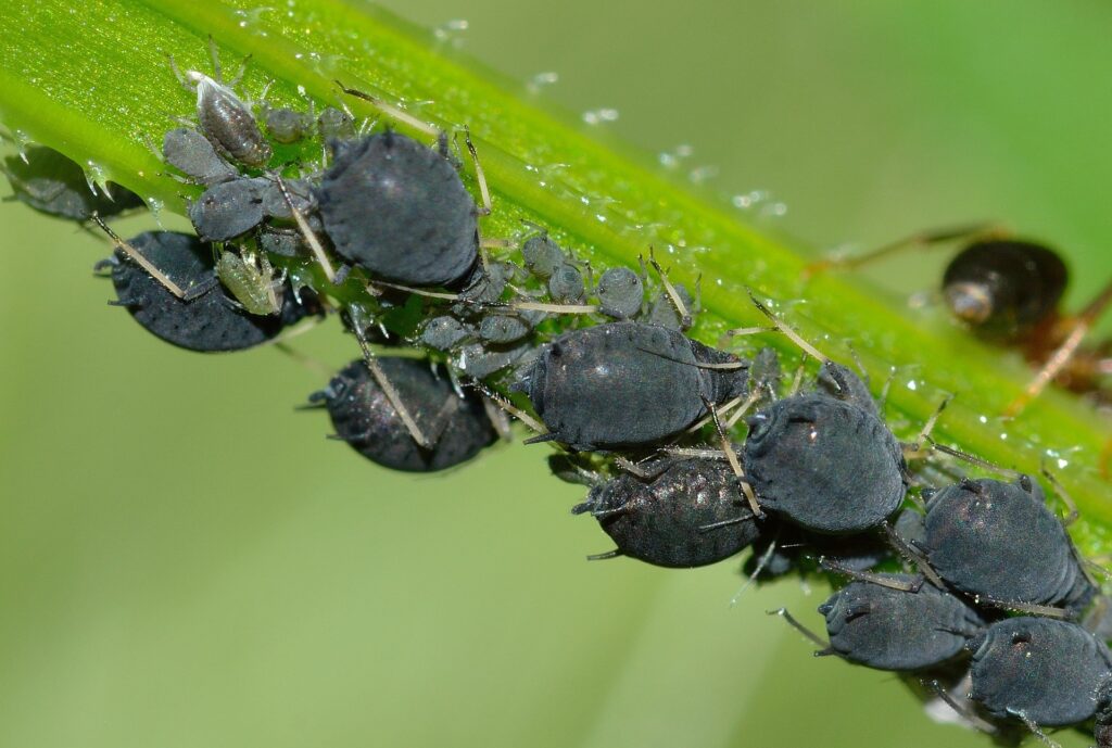 Are aphids harmful o humans?
