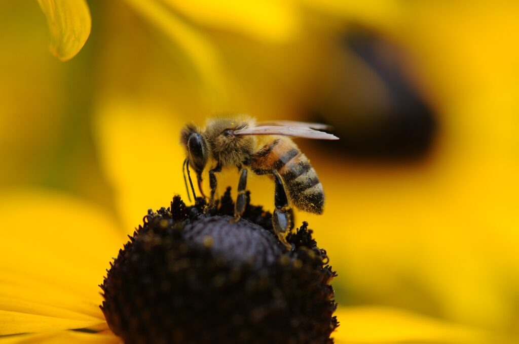 what-smells-do-wasps-hate