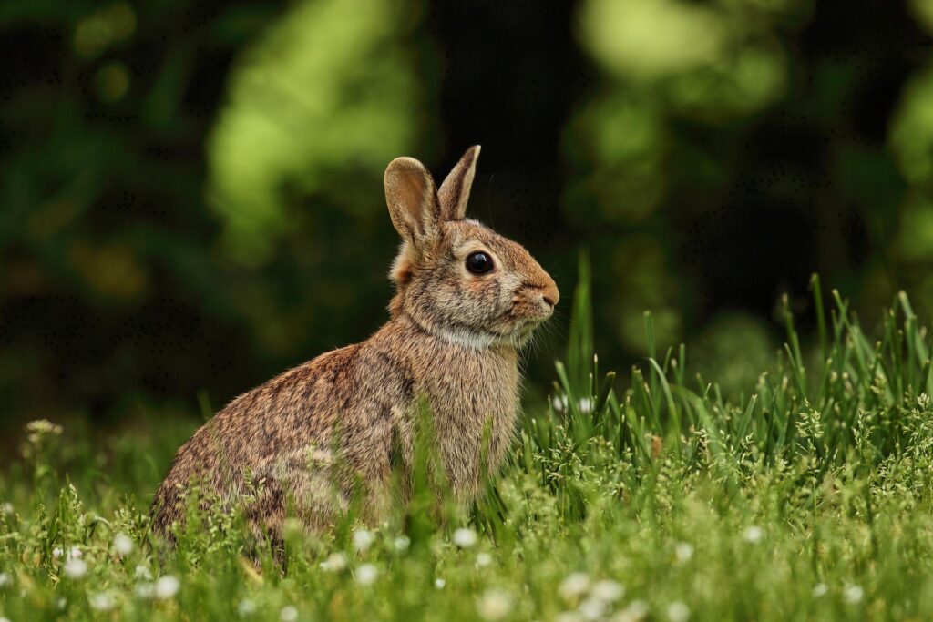 Do Foxes Eat Rabbits?