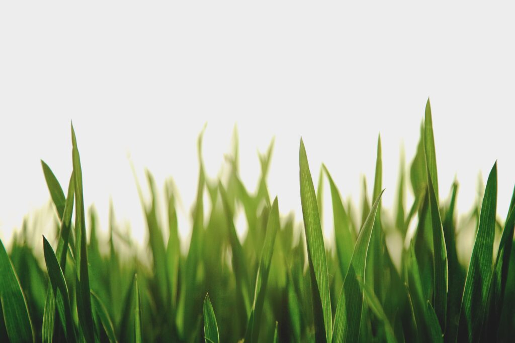 do-slugs-go-on-artificial-grass