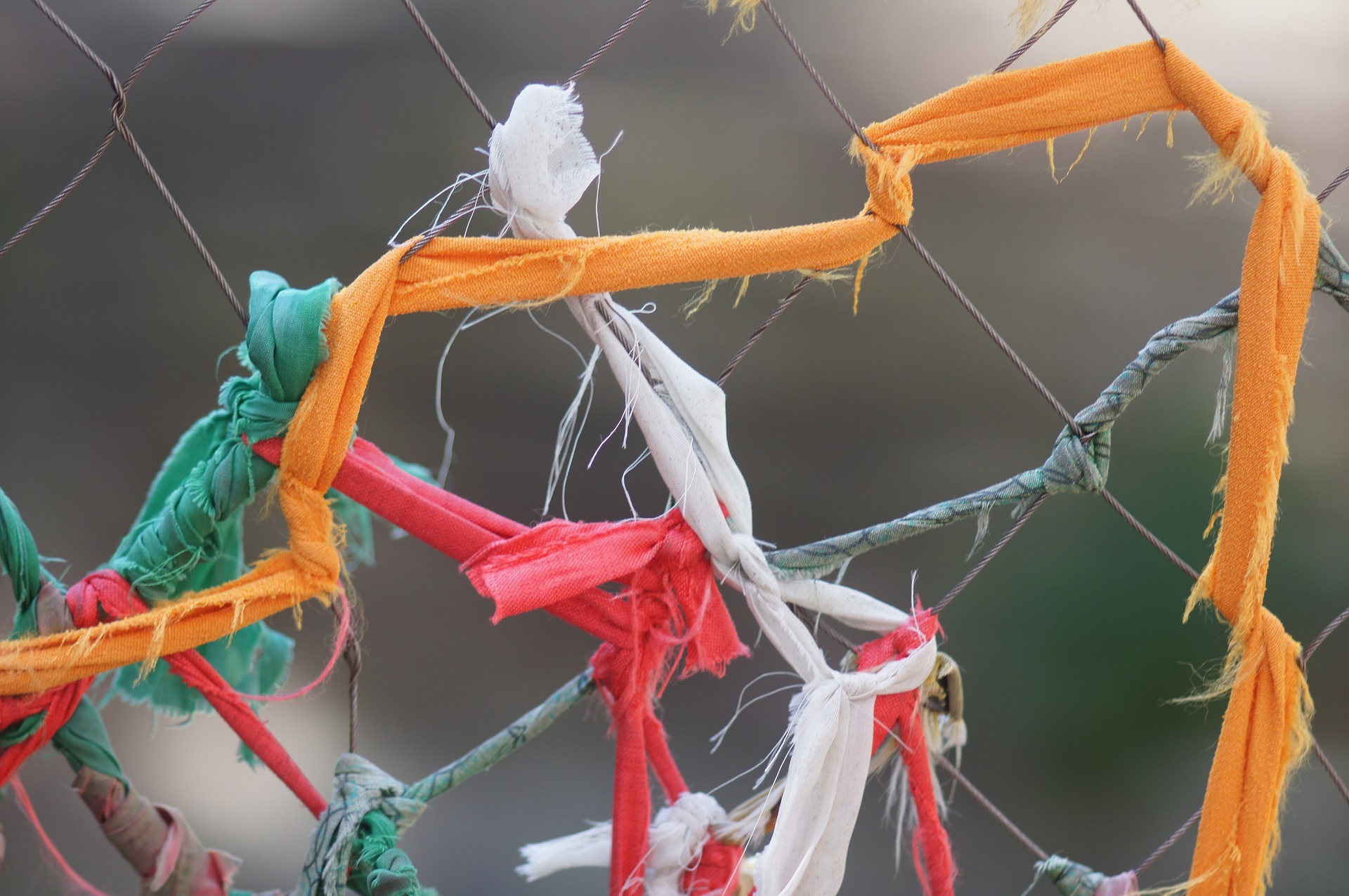 Does Chicken Wire Deter Cats? — PlantWorksNYC