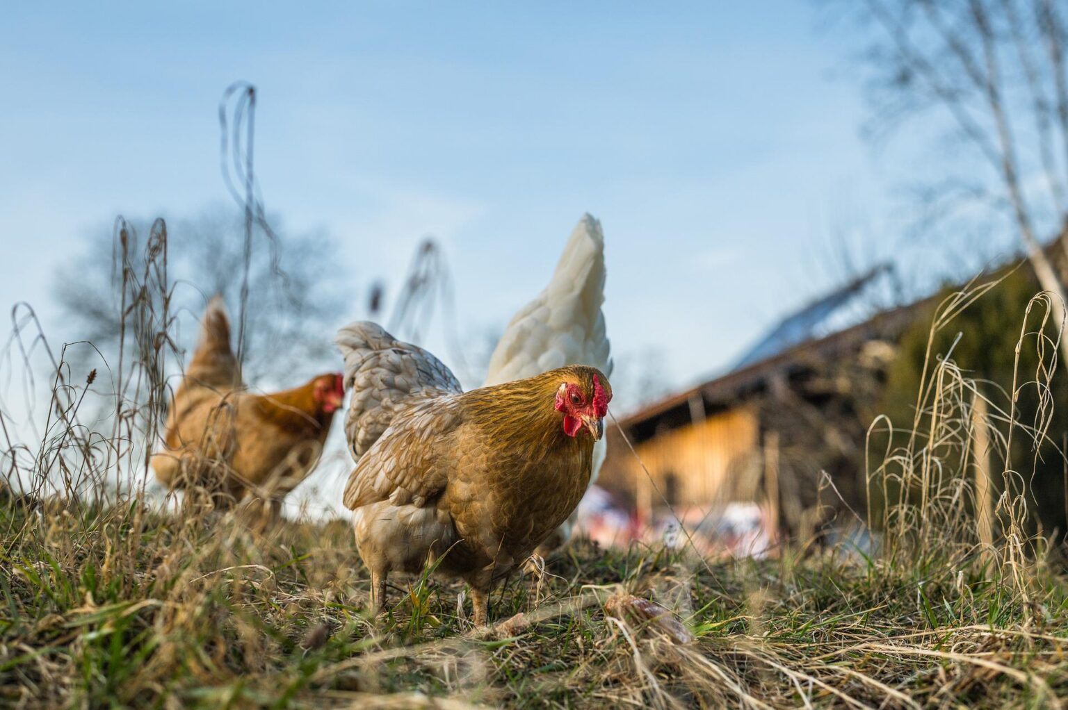 Do Chickens Eat Slugs? — PlantWorksNYC