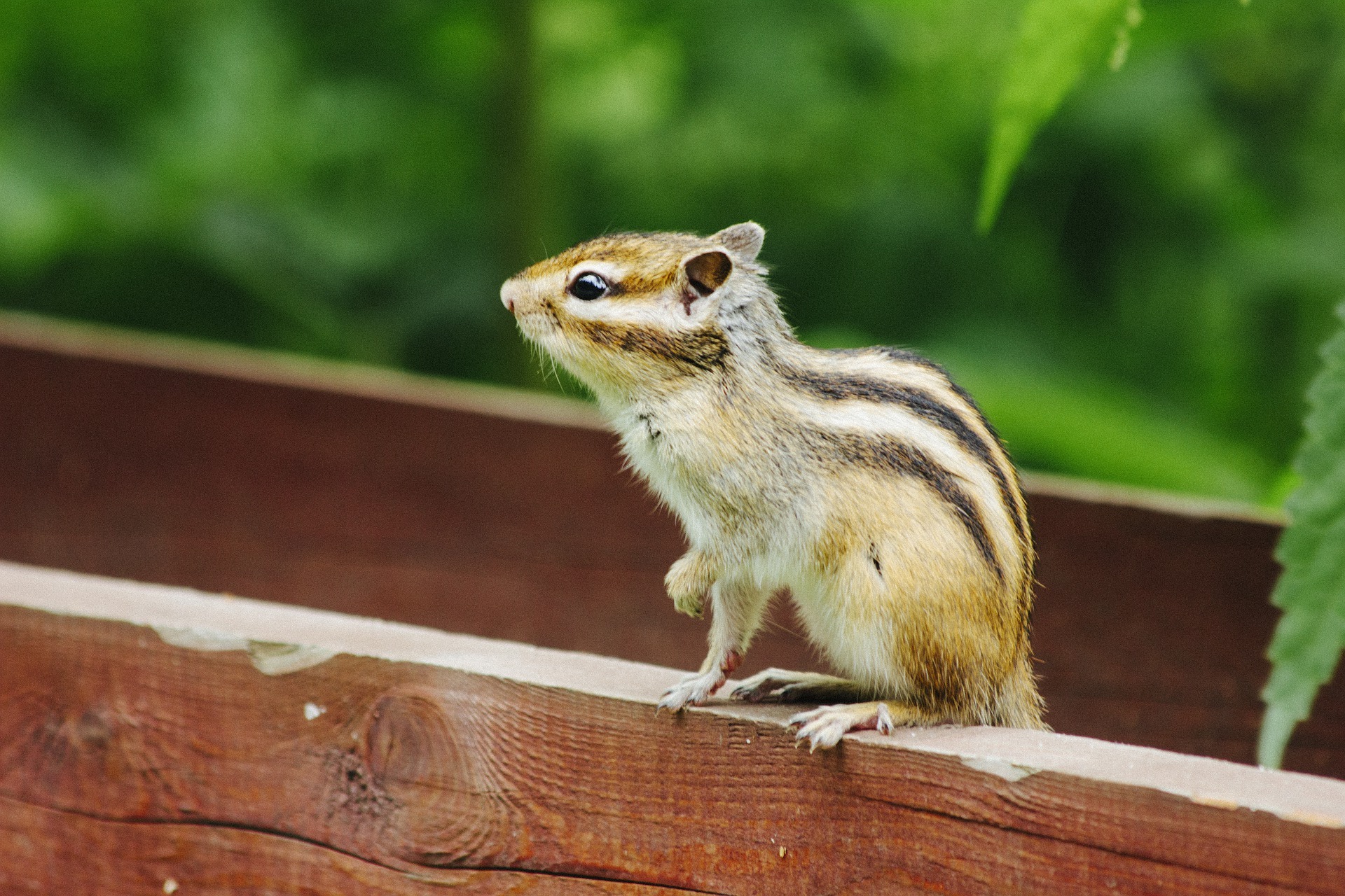 does-rat-poison-kill-squirrels