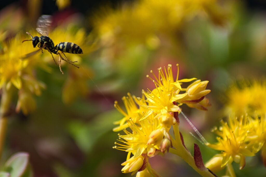 does-ant-powder-kill-wasps