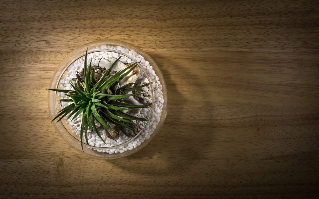 how-long-do-air-plants-live