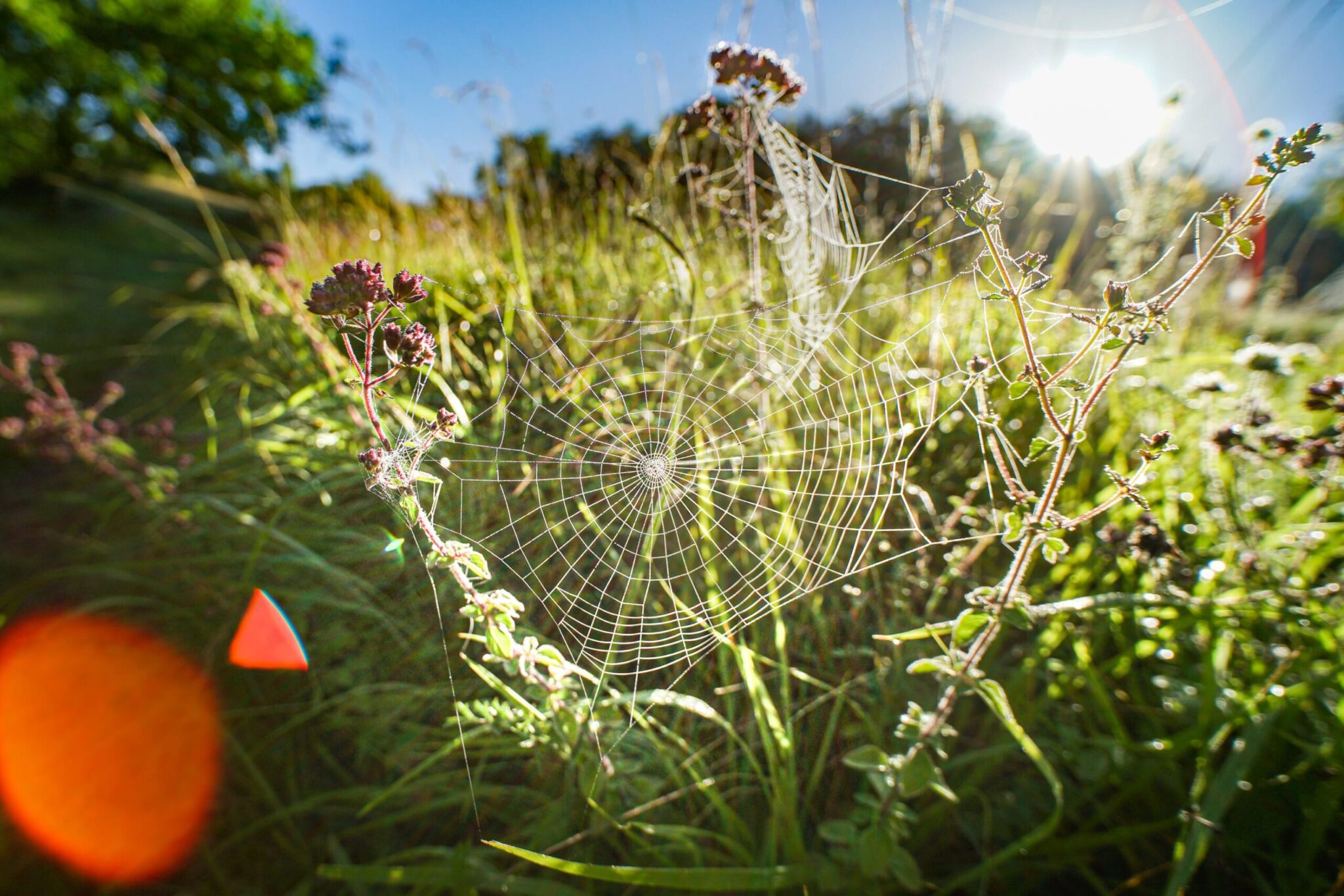 how-to-get-rid-of-spider-mites-during-flowering-plantworksnyc