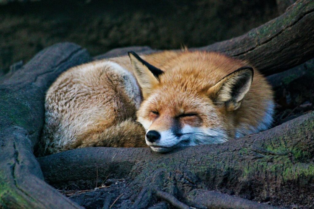 do-foxes-hibernate