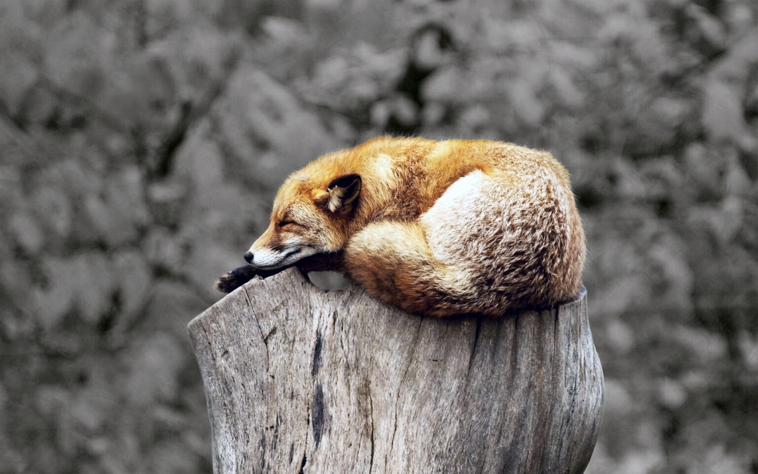 How high can foxes jump? — PlantWorksNYC
