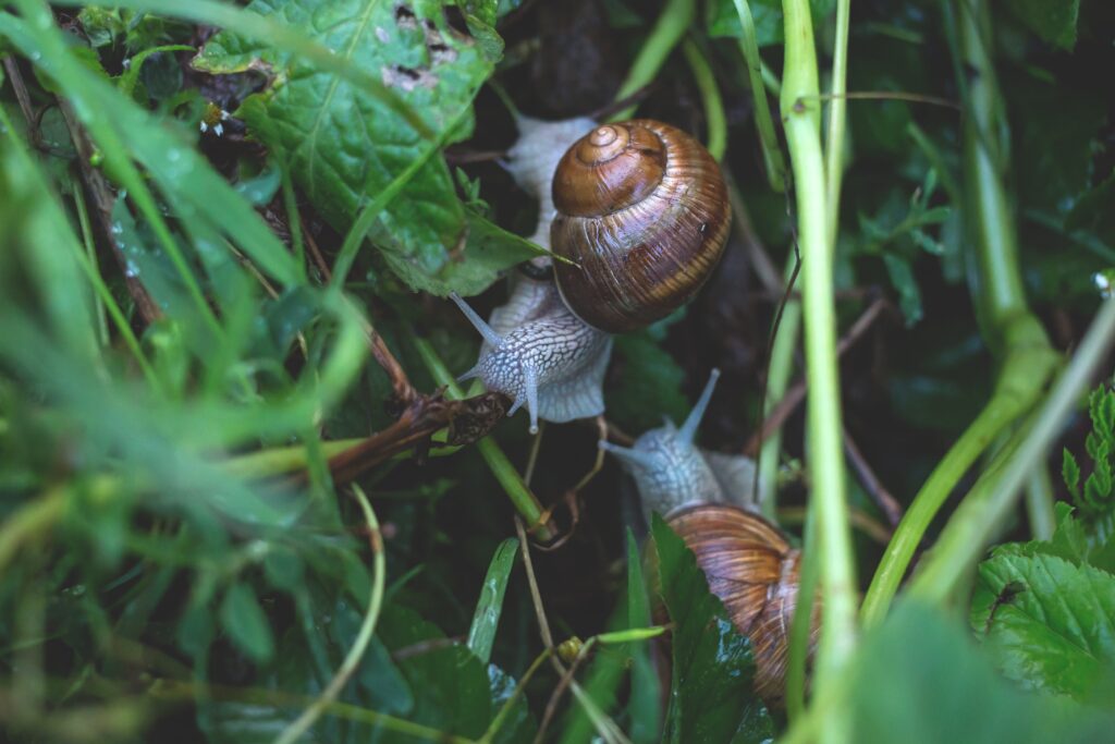 do-snails-hibernate
