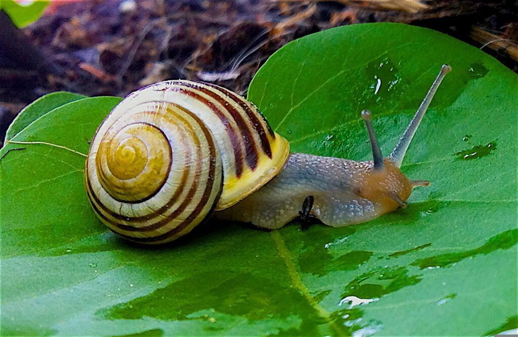 why-are-snails-so-slow