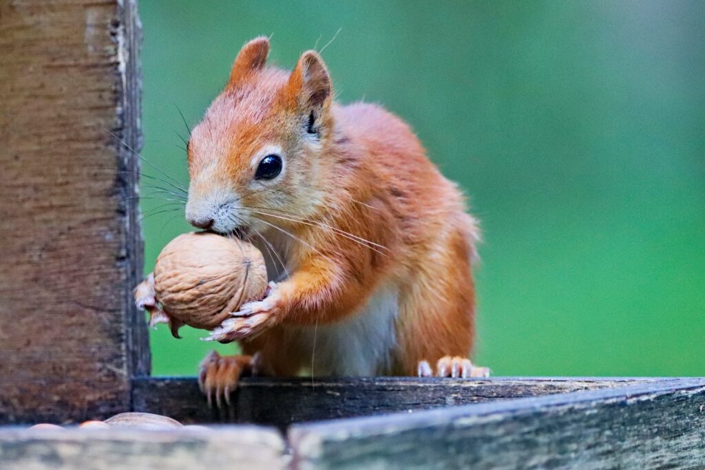 brown squirrel on brown wooden fence