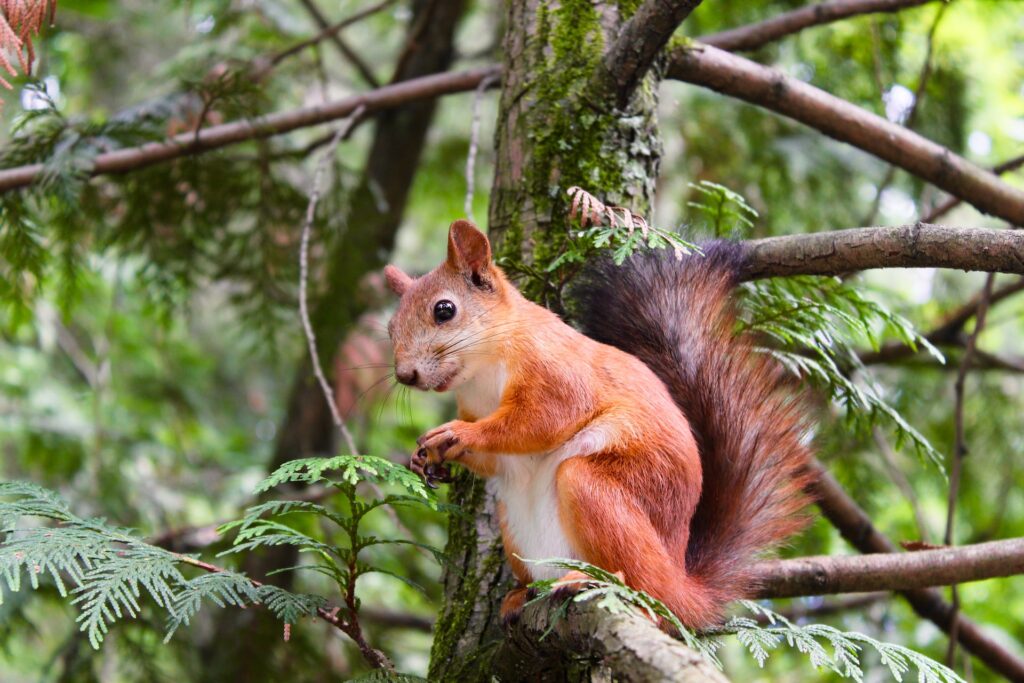 can-squirrels-eat-peanut-butter