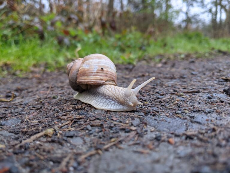 Do Snails Hibernate?