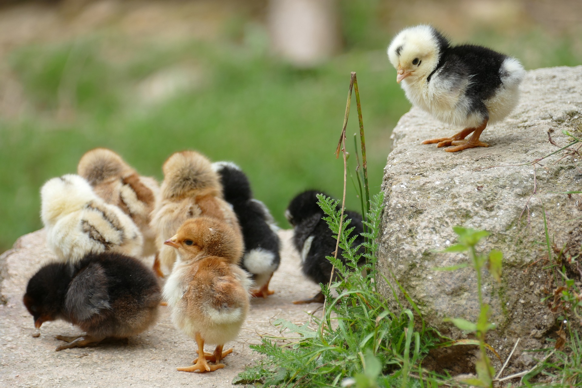 Do Chickens Eat Slugs? — PlantWorksNYC