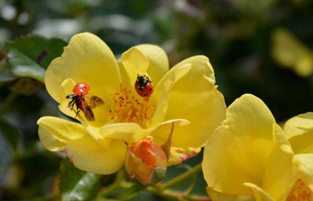 do-banana-peels-keep-aphids-away