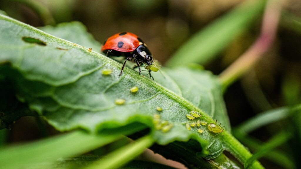 are-aphids-harmful-to-humans