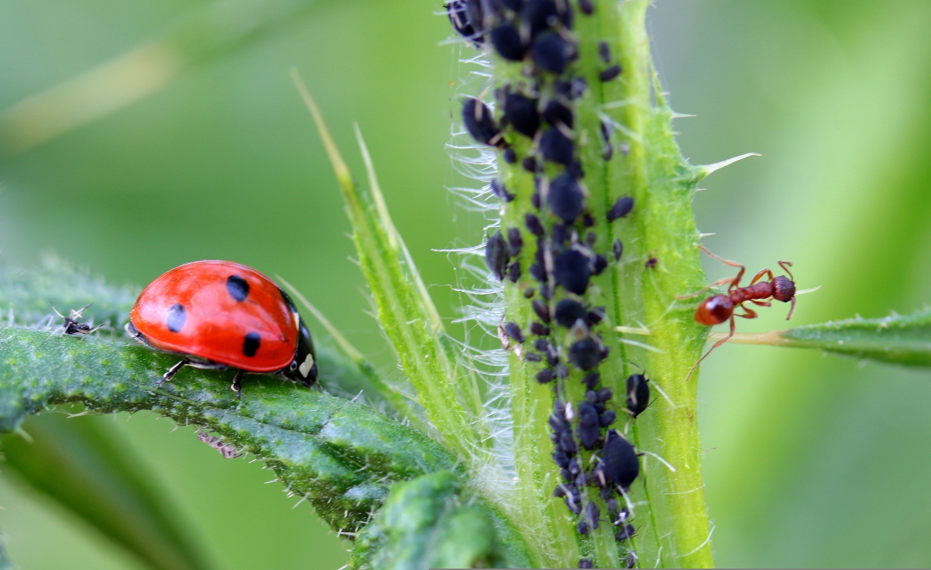 are-aphids-harmful-to-humans