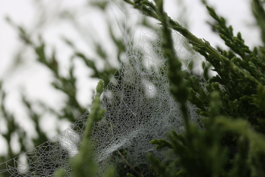 how-to-get-rid-of-spider-mites-during-flowering