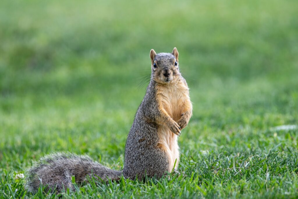 brown squirrel on green grass during daytime