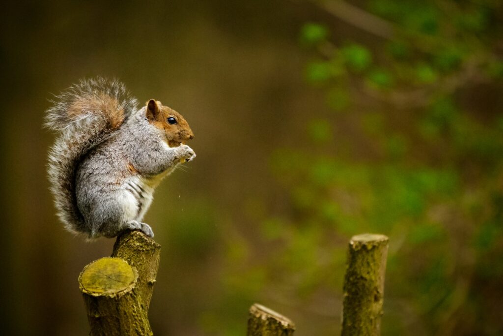 Does Cayenne Pepper Deter Squirrels?