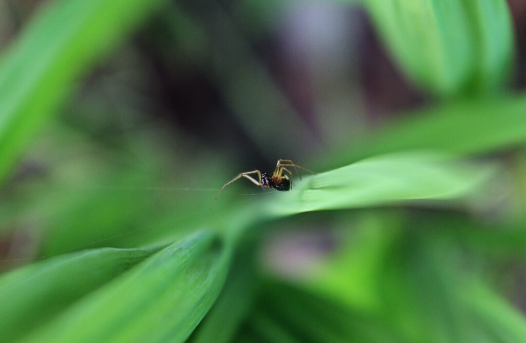 how-to-get-rid-of-spider-mites-during-flowering