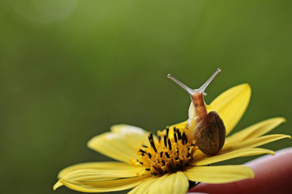 what-do-snails-eat