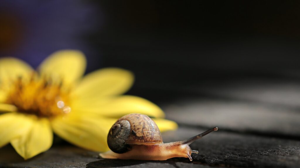why-are-snails-so-slow