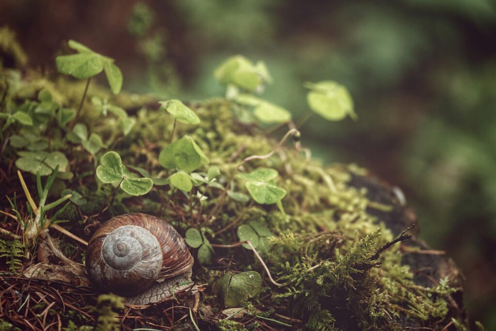 what-do-snails-eat