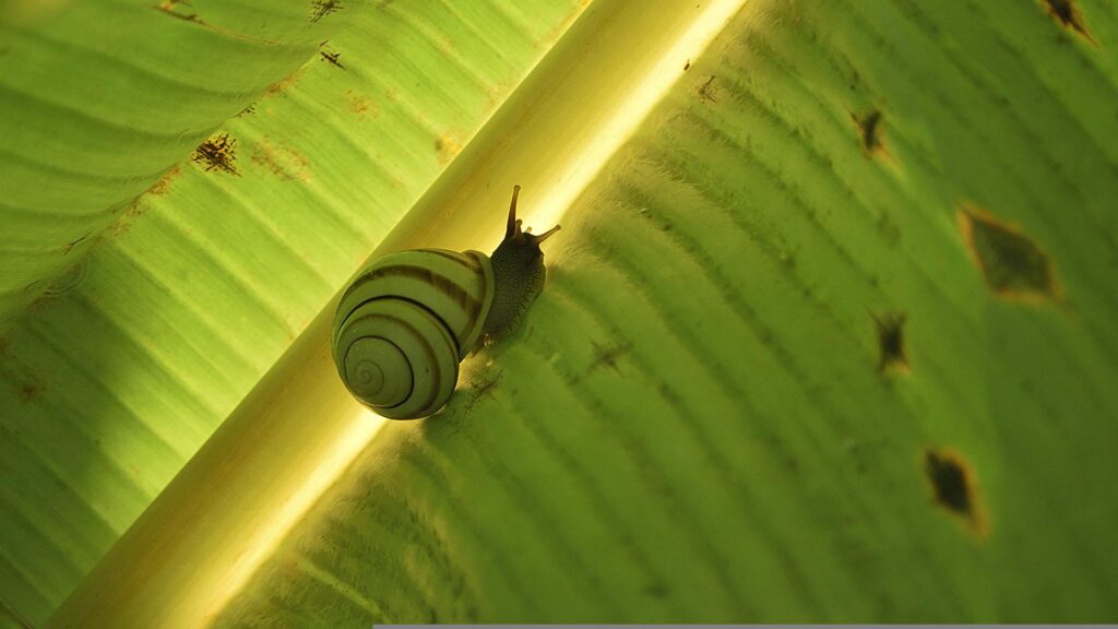 do-slugs-eat-leaves