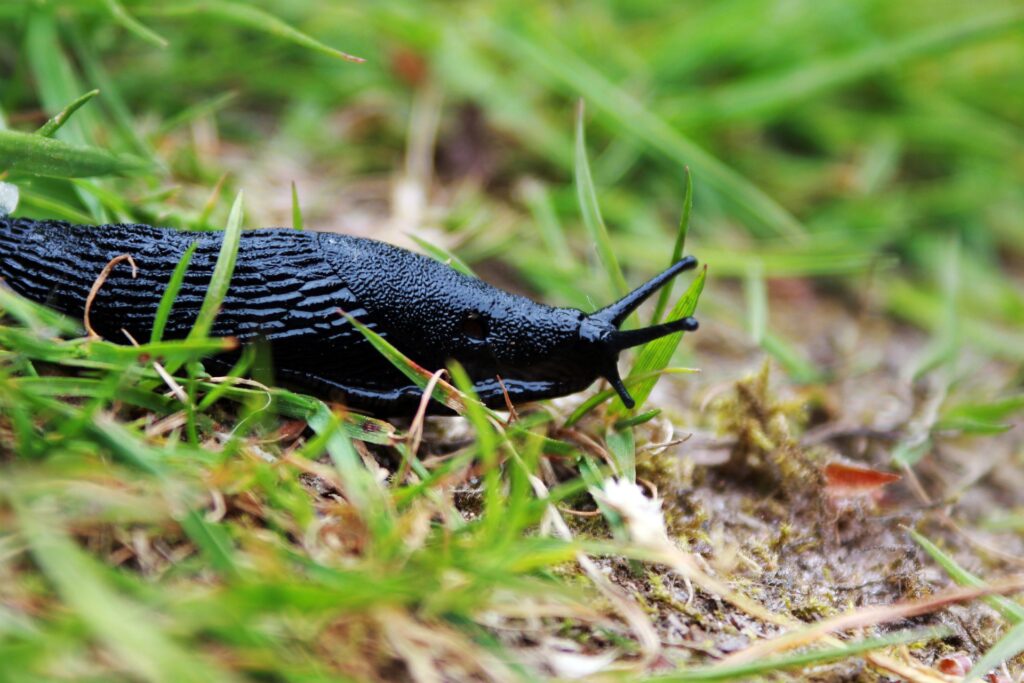 slug-resistant-hostas