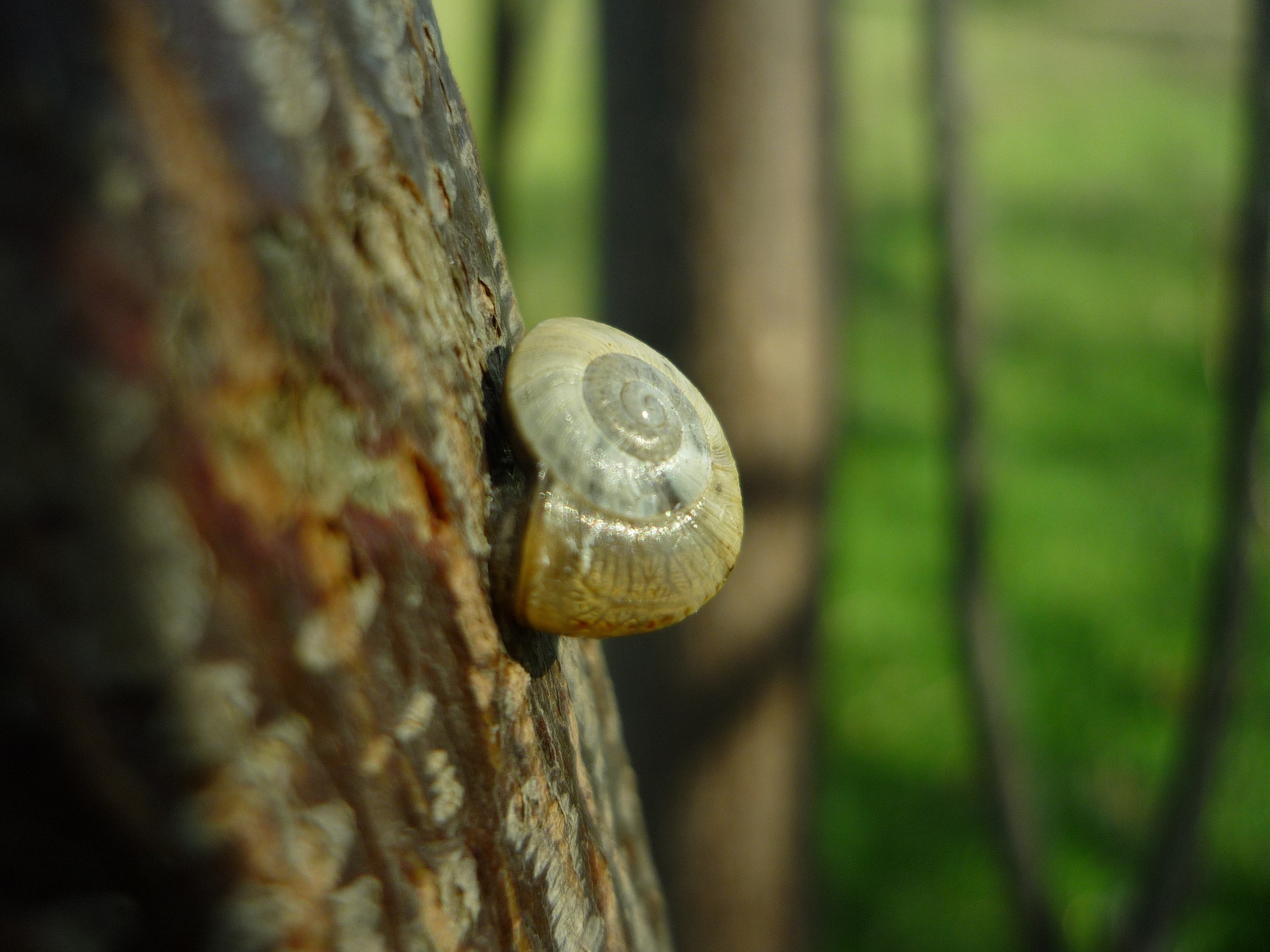 Do Snails Hibernate? — PlantWorksNYC