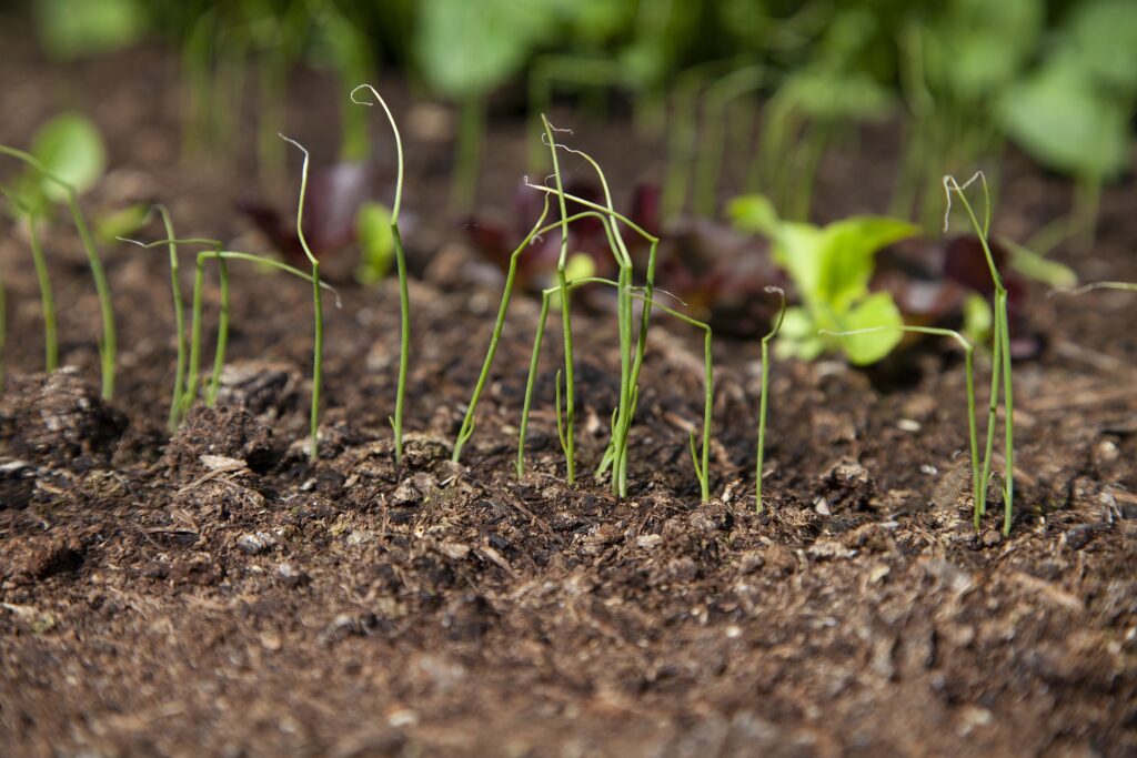 do-onions-grow-underground