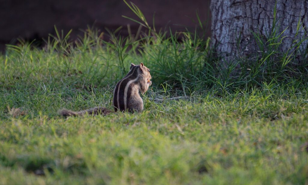 does-rat-poison-kill-squirrels