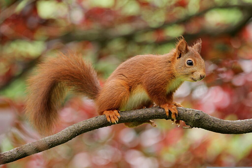 how-do-squirrels-get-water