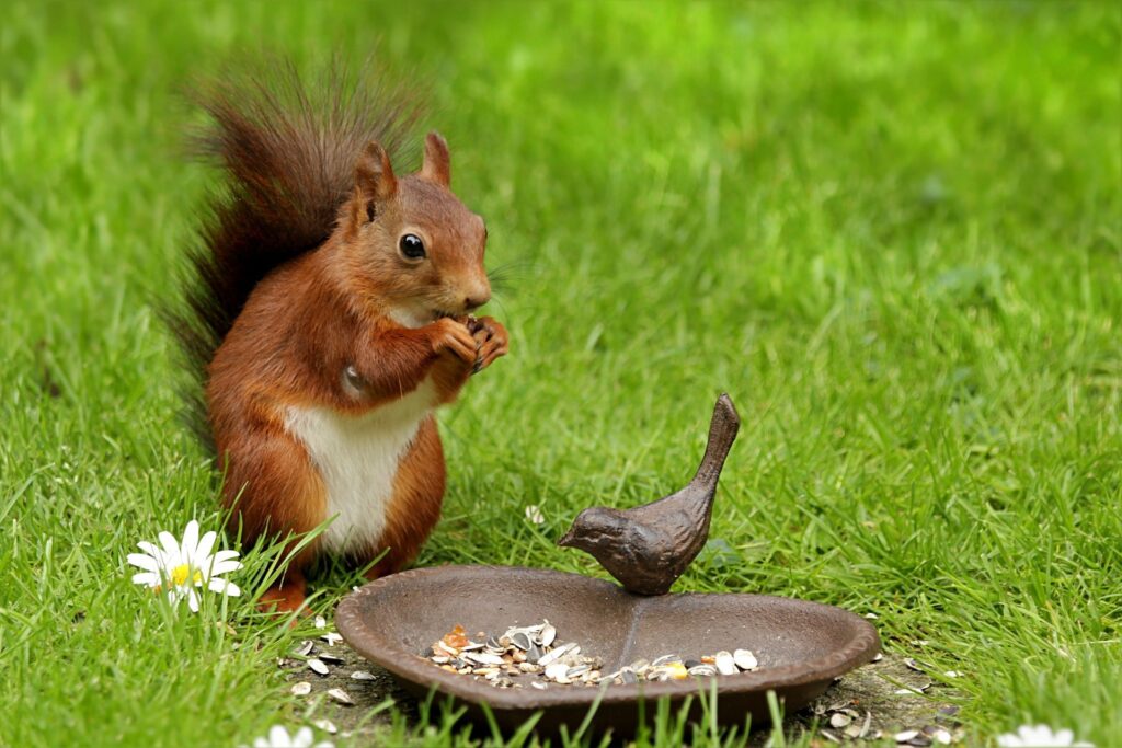 how-to-get-rid-of-squirrels