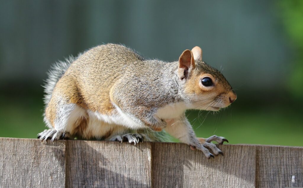 does-vinegar-deter-squirrels