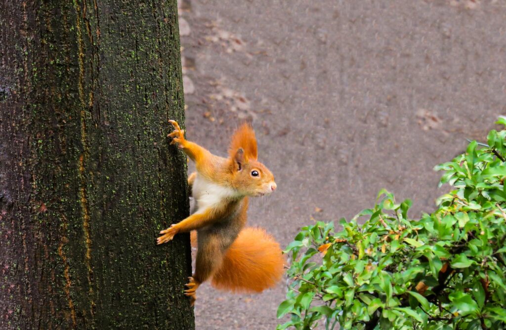 how-do-squirrels-get-water