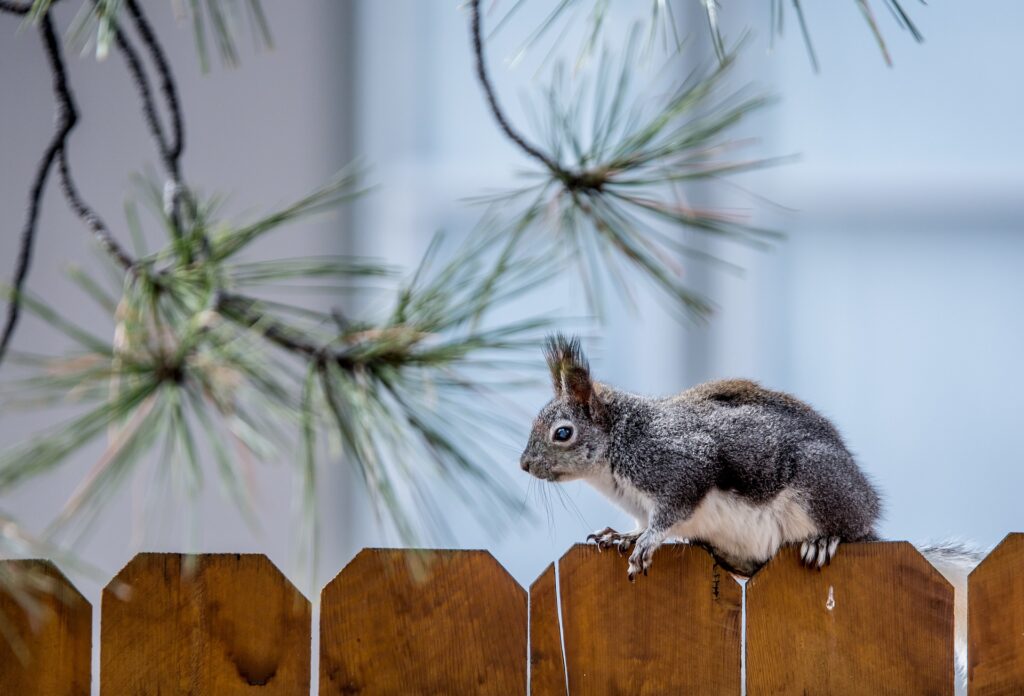 Does Cayenne Pepper Deter Squirrels? — PlantWorksNYC