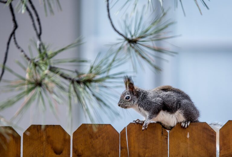 Does Cayenne Pepper Deter Squirrels?