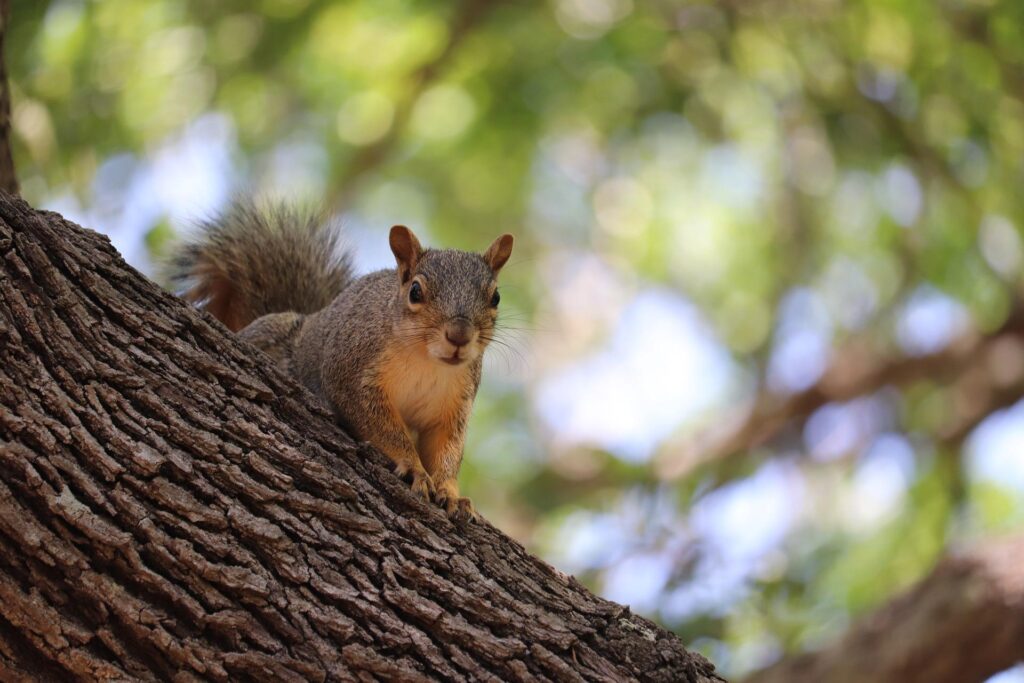 does-vinegar-deter-squirrels